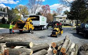 Trusted West Whittier Los Nietos, CA Tree Services Experts